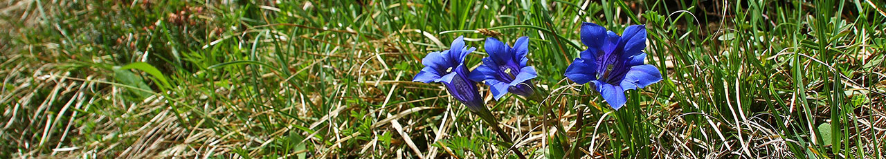Echter Alpenenzian 02 / © Wolfgang Pischerl - pixelio.de